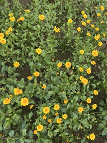 Reawakening with Spring