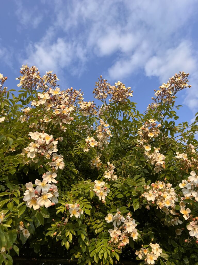 After the Peak: Solstice Reflections & Feminine Realignment