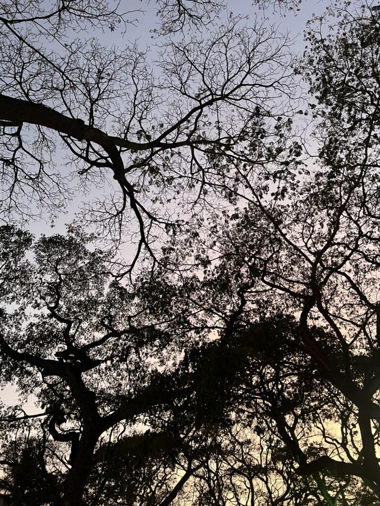 Winter Solstice: Rest before we celebrate 